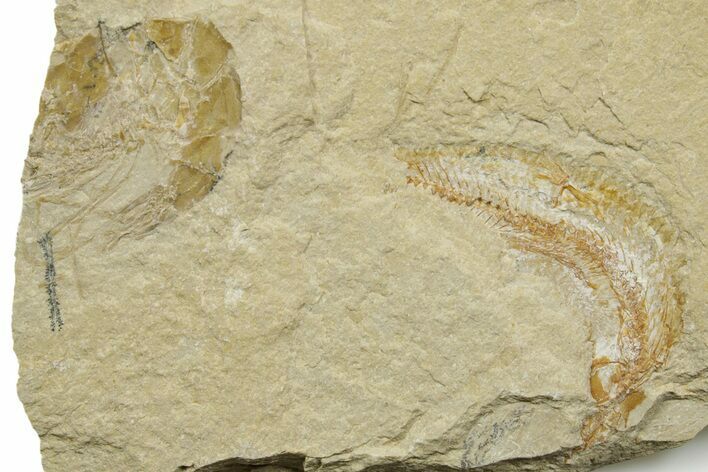 Cretaceous Fossil Shrimp and Fish - Lebanon #376598